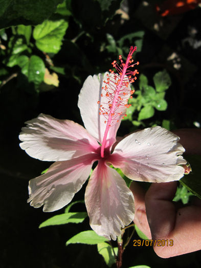 IMG_1596 - hibiscus