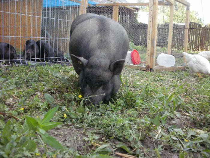 P8040061 - Porci vietnamezi