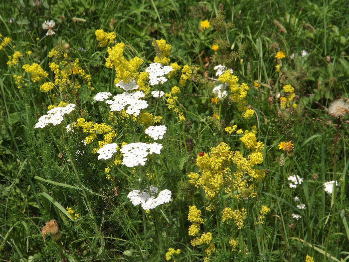 DSCF1153 - Flori salbatice