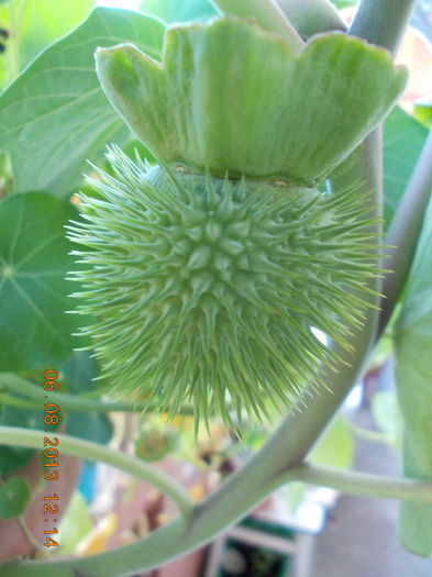 6 august 2013-flori 202 - brugmansia si datura