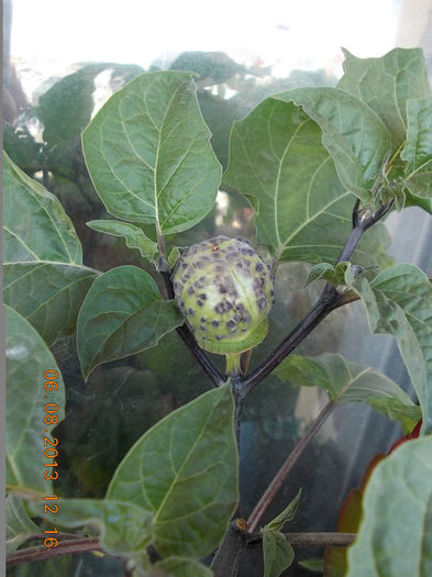 6 august 2013-flori 223 - brugmansia si datura