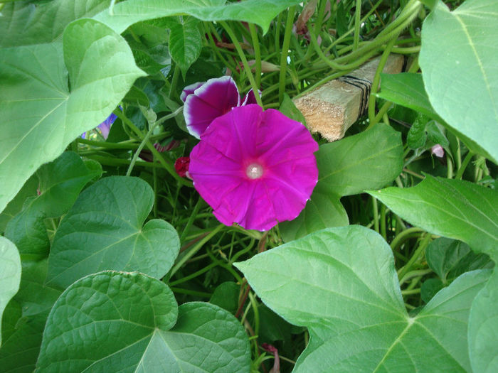 Ipomoea nil