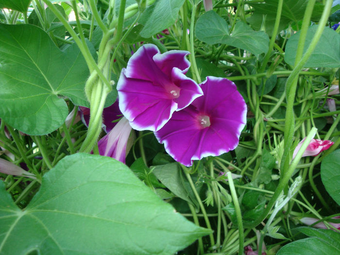 Ipomoea nil (L.) Roth1797