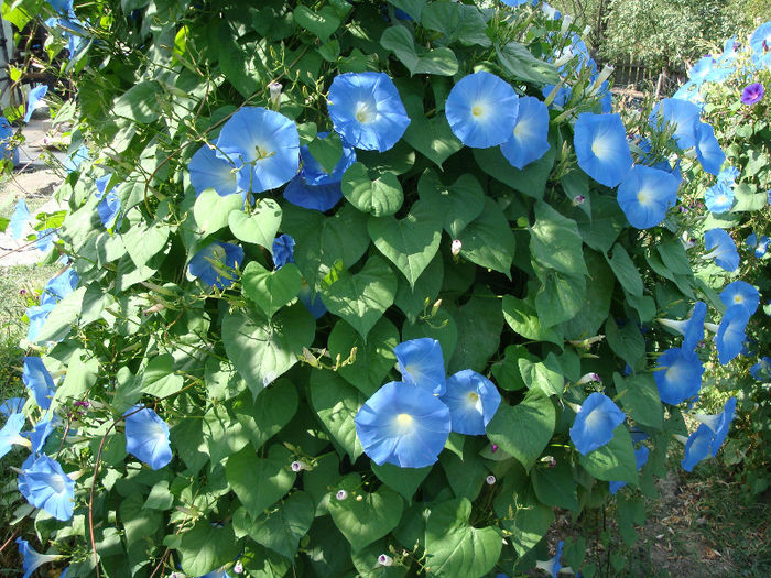 Ipomoea tricolor