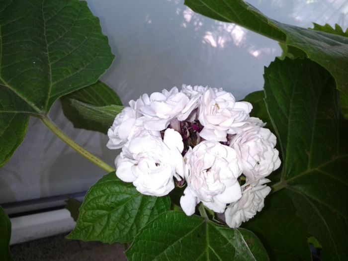 clerodendron philiphilum - august 2013