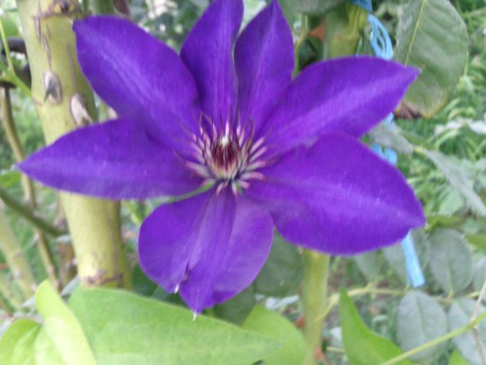 Photo2070 - 2013 clematis