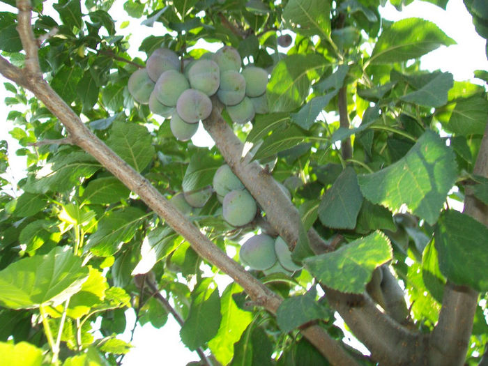 Fructe natur 003