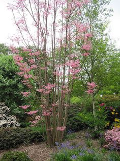 Toona sinensis - a- copaci si plante diverse pt Romania