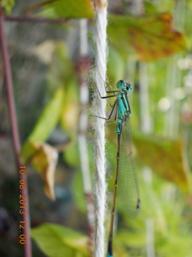 dragonfly