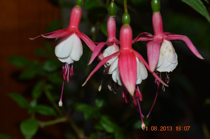 DSC_0500 - Fuchsiile mele-2013