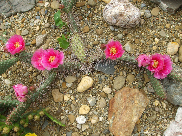 DSCF7236 - Cactusi hardy