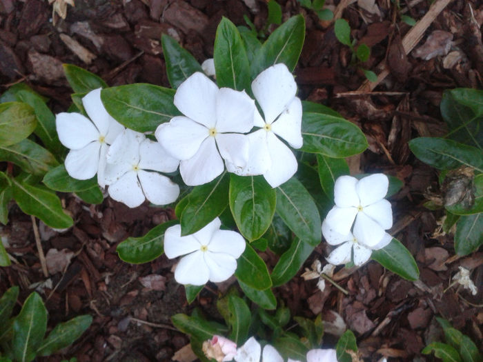 20130714_210001 - Gradina Iulie 2013