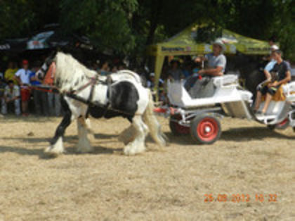 expozitia de cai tauteu 2012