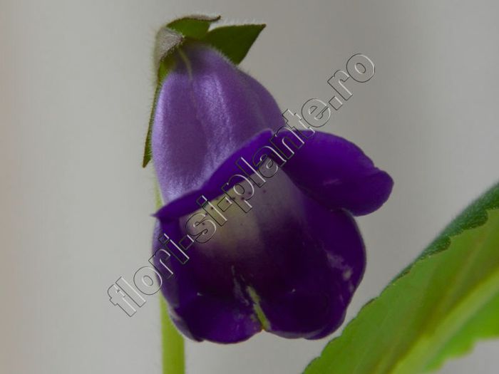 Sinningia Luci s Spots on Ametist Bell - GLOXINIA_SINNINGIA - Hibrizii mei -My hybrids