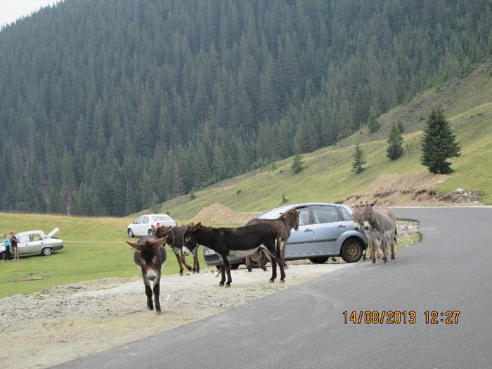 IMG_7706 - Transalpina 2013