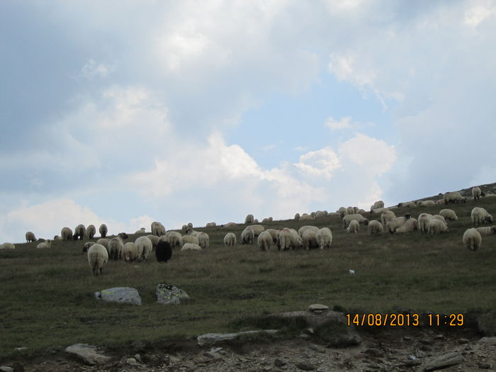 IMG_7581 - Transalpina 2013