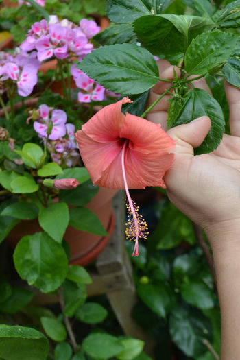 DSC_2629 - aaa-Hibiscus 2013