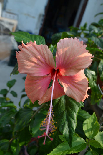 DSC_2704 - aaa-Hibiscus 2013