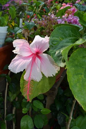 DSC_2709 - aaa-Hibiscus 2013