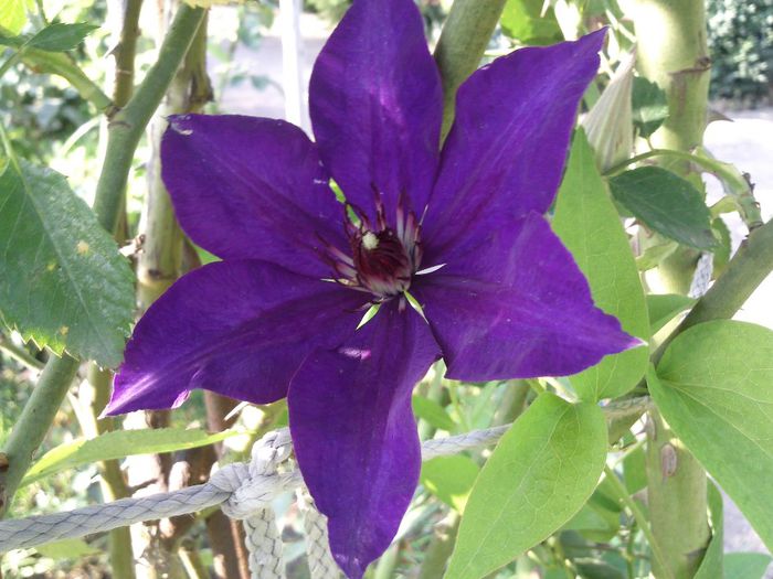 Photo2087 - 2013 clematis