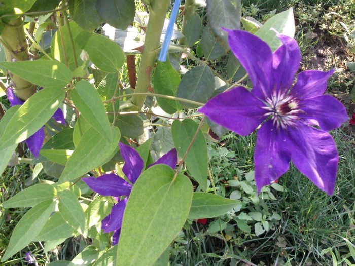 Photo2088 - 2013 clematis