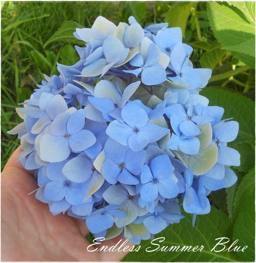 Endless Summer Blue