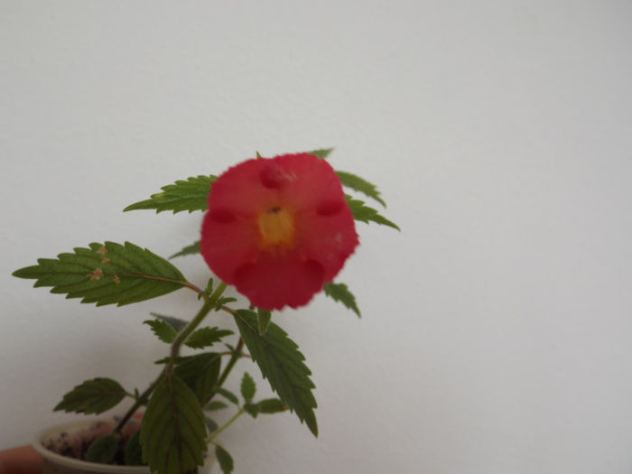 DSCF1338 - ACHIMENES