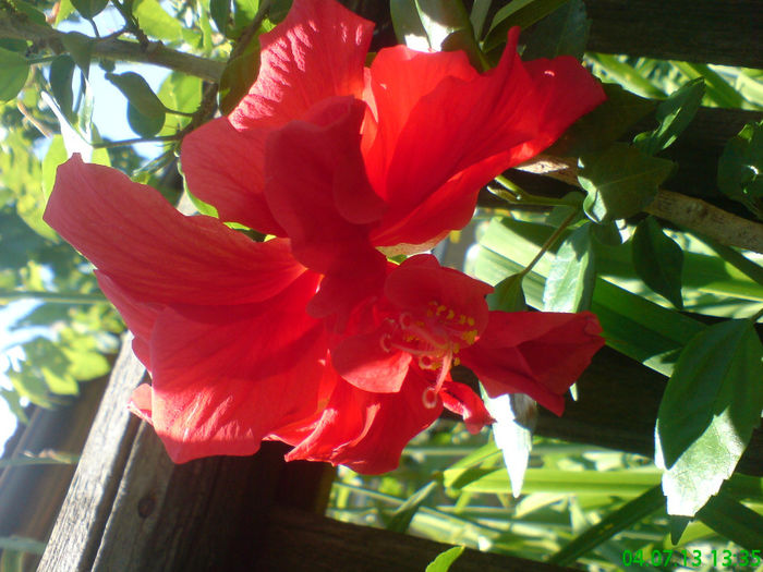 DSC07394 - aaa-Hibiscus 2013