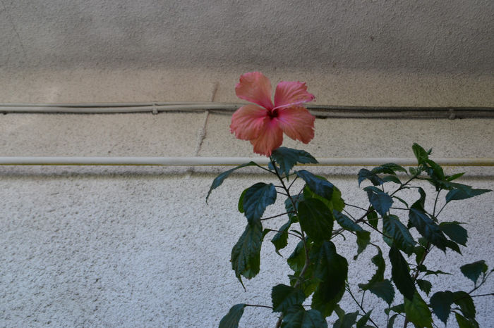 DSC_0297 - aaa-Hibiscus 2013