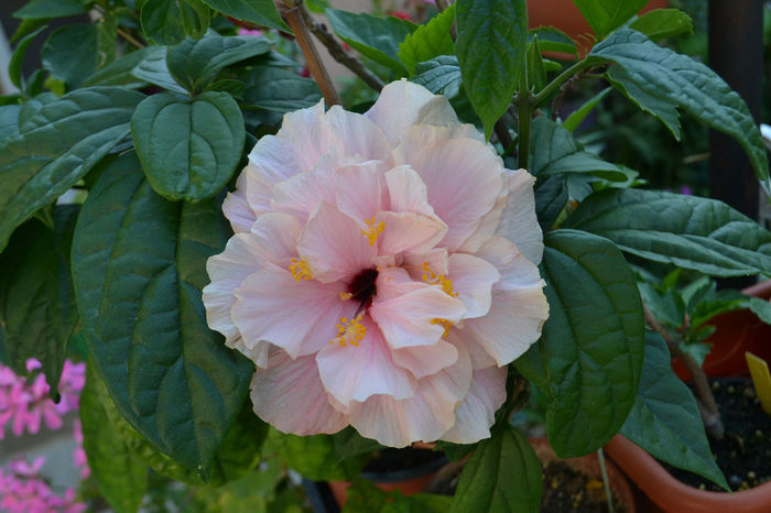 DSC_1577 - aaa-Hibiscus 2013