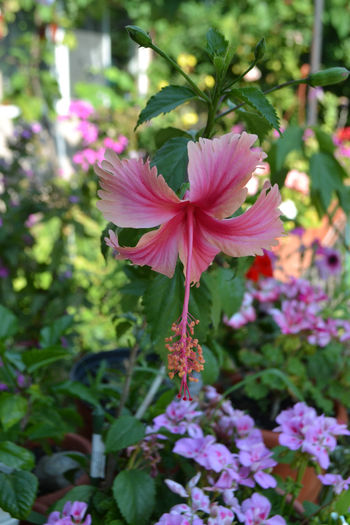 DSC_2117 - aaa-Hibiscus 2013