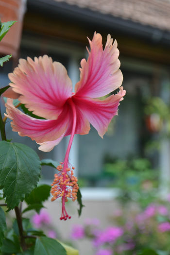 DSC_2245 - aaa-Hibiscus 2013