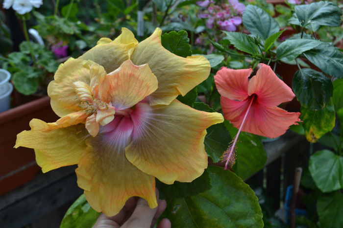 DSC_2821 - aaa-Hibiscus 2013