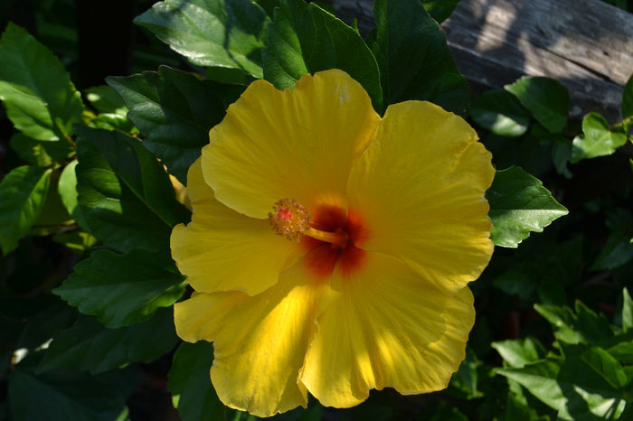 DSC_2719 - aaa-Hibiscus 2013