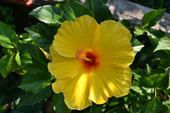 DSC_2721 - aaa-Hibiscus 2013