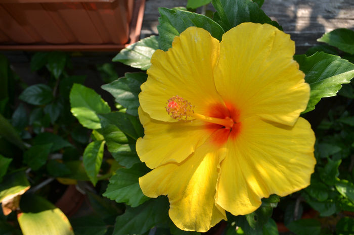 DSC_2722 - aaa-Hibiscus 2013