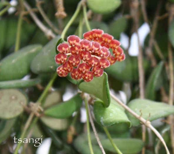 Hoya tsangi