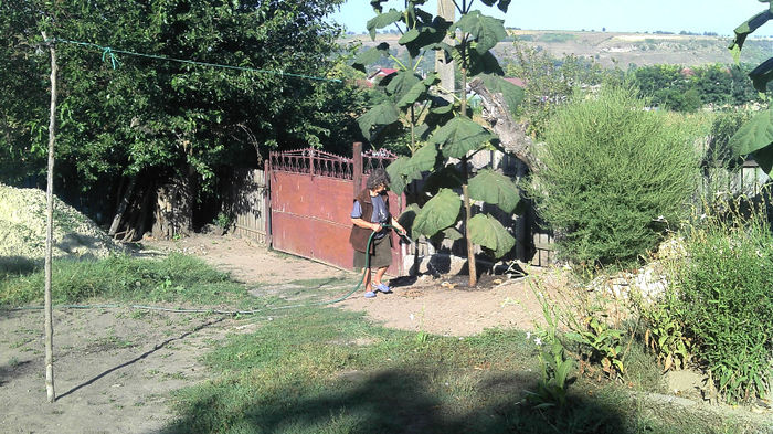 2013-08-20 Paulownia; Udare paulownia
