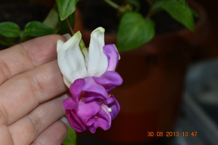 DSC_0094 - Fuchsiile mele-2013