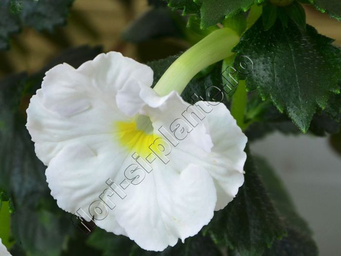 Achimenes White Glory