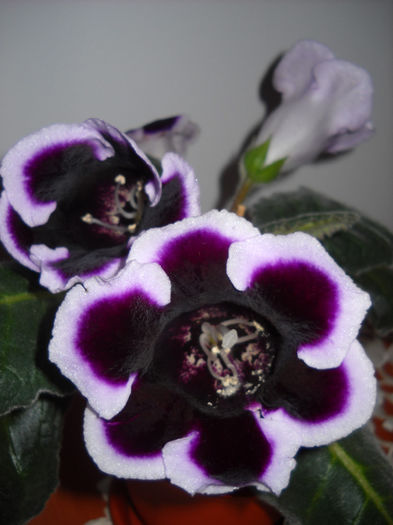 Kaizer Wilhem 5.09.013 - 1GLOXINIA- 2013