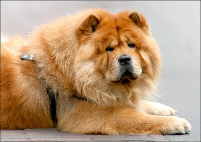 caine-chow-chow - z-Chow Chow