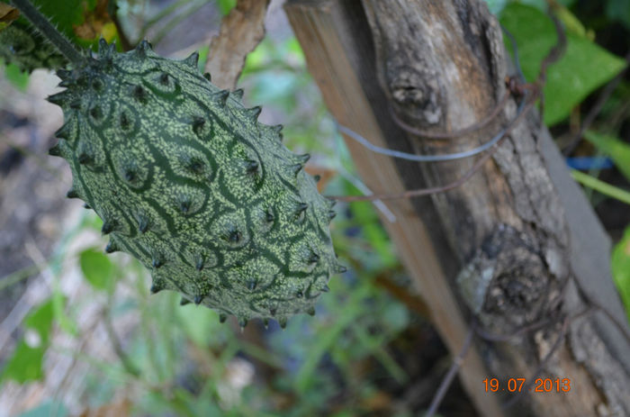 kiwano