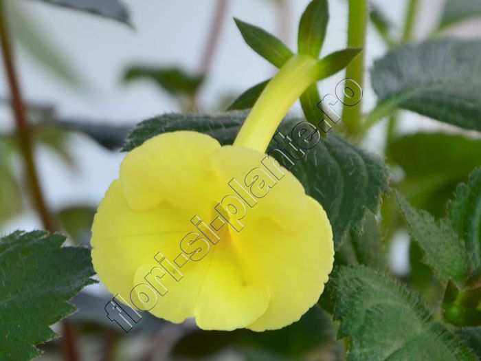 Achimenantha Himalayan Sunrise - ACHIMENES III