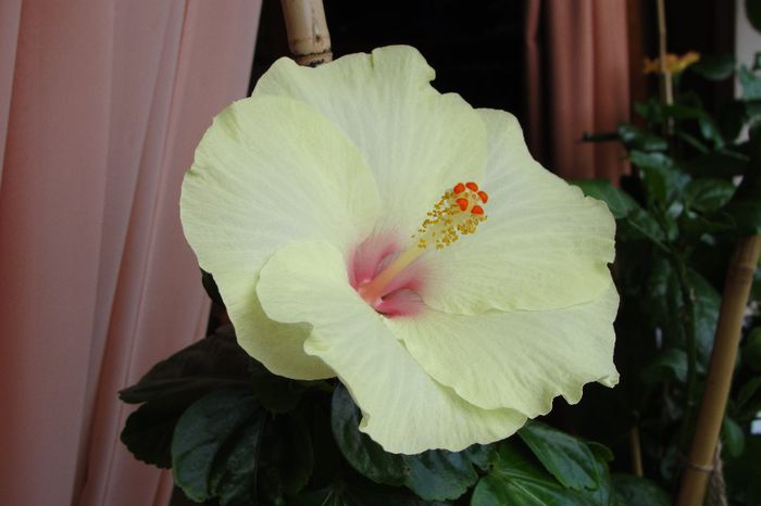  - Hibiscus Gommer 2