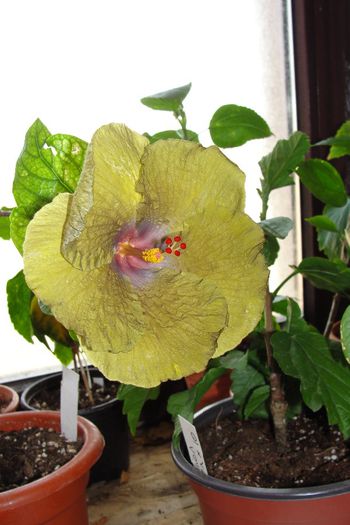  - Hibiscus Gommer 2