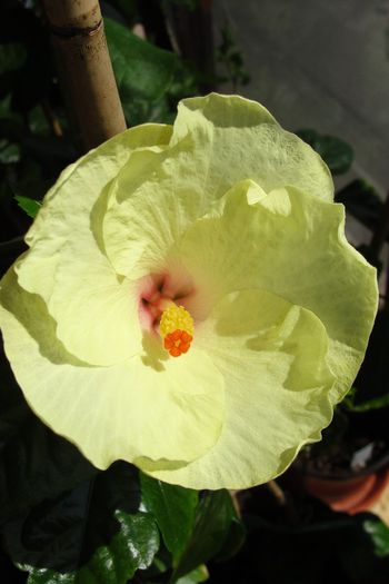  - Hibiscus Gommer 2