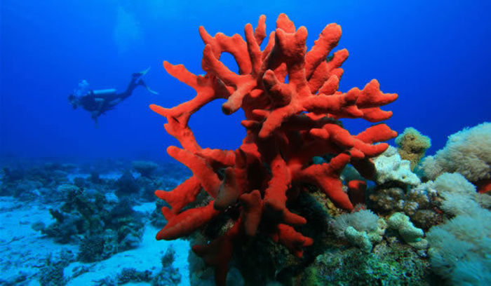 corali-inside
