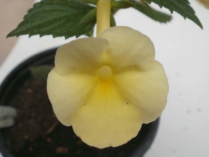 `Himalayan Sunrise` - Achimenes and co