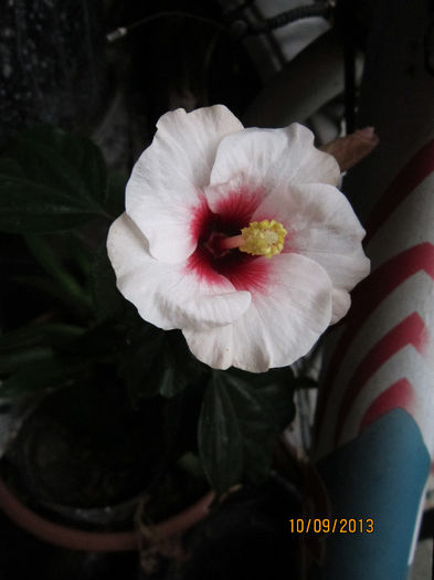 Copy of IMG_1933 - hibiscus